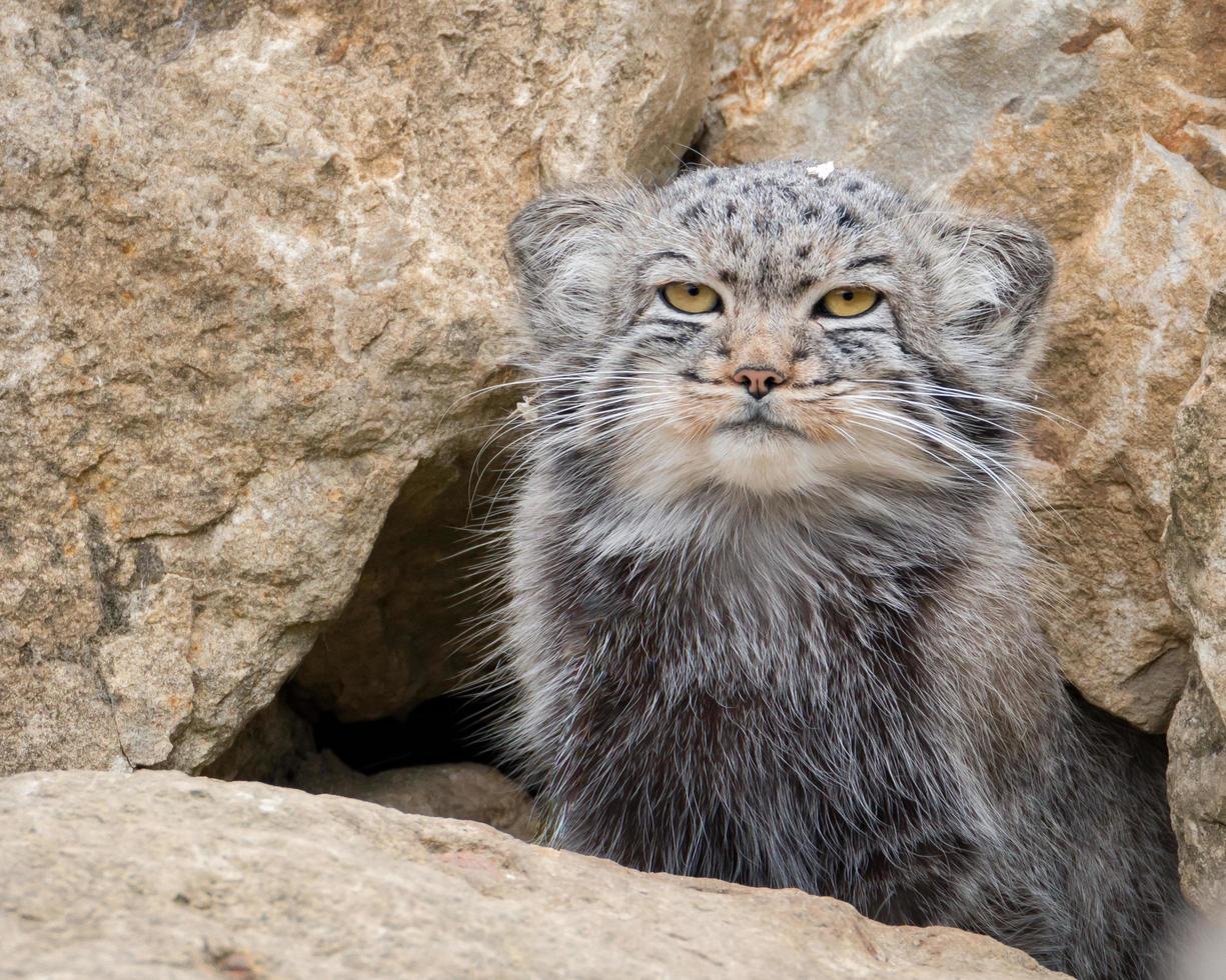 pallas-cat-portrait-free-photo