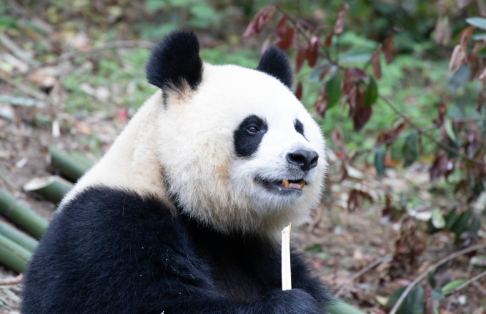shutterstock_2504panda