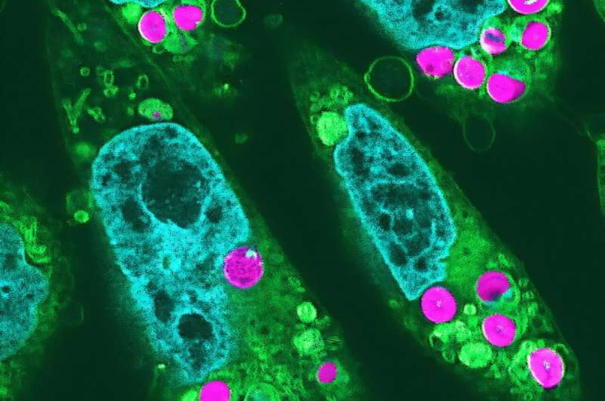 Japanese scientists created plant-animal hybrid cells