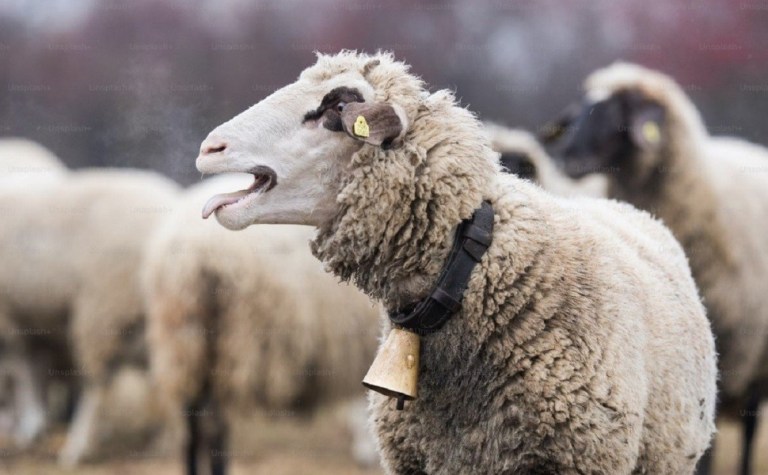 ευλογιάς των αιγοπροβάτων