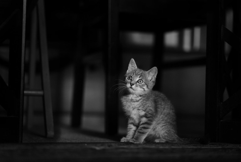 animal-6909429_960_720