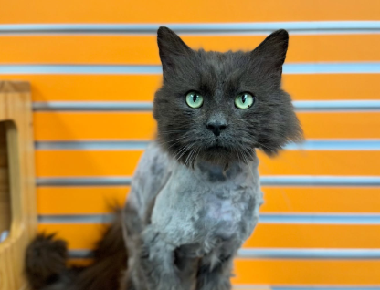 Στιγμιότυπο οθόνης 2025-05-08 021354