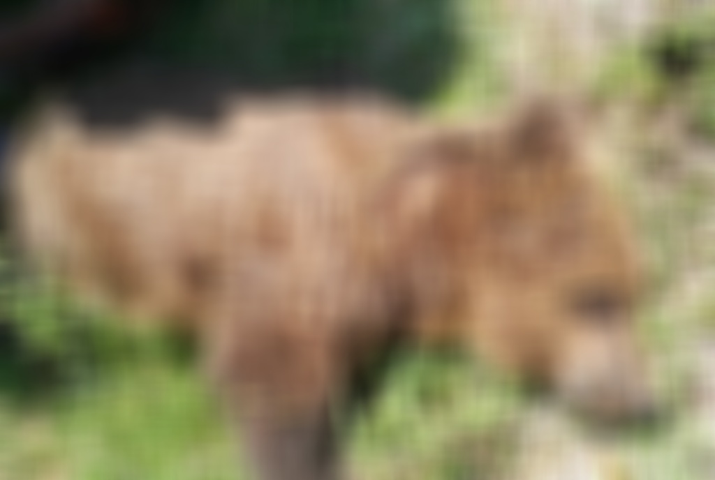 Nekri-arkouda-Kastoria1-1024x688