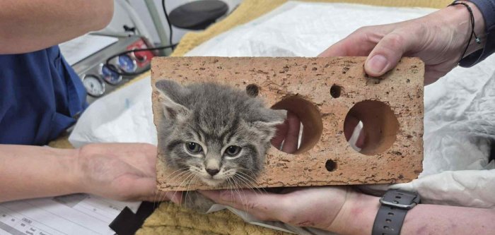 Kitten-gets-head-stuck-through-brick-hole-in-Scotland