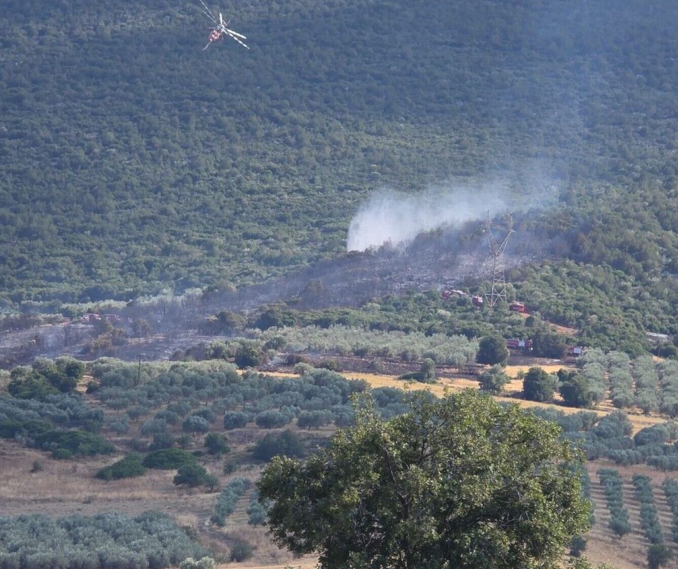 peleiargolidas2-e1755270586850