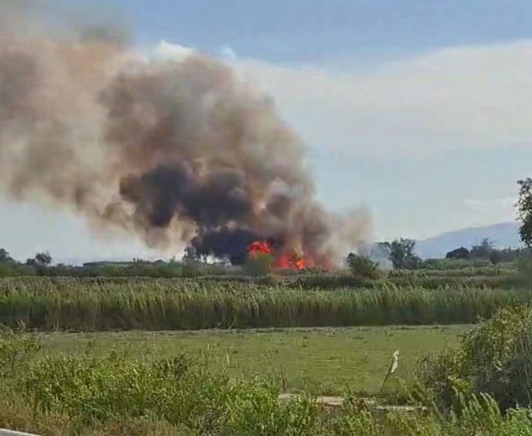 fotia-agrioxori-768x630