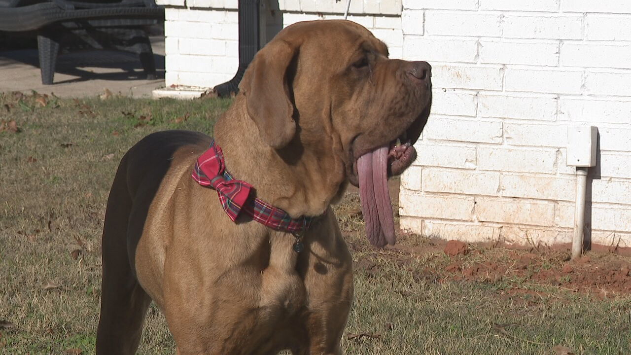 f25b921d-7a65-4323-a747-7df1f9af4eae-OklahomadogholdsworldrecordforlongesttongueonlivingdogKOKHKellyClayton7