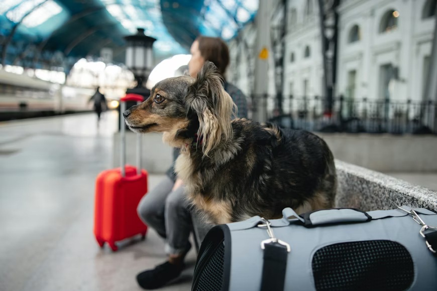 premium_photo-1773417399821-cb5d171f4983