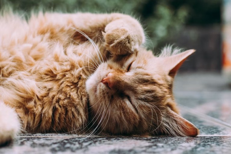 cats