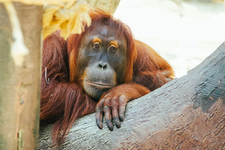 orangutan