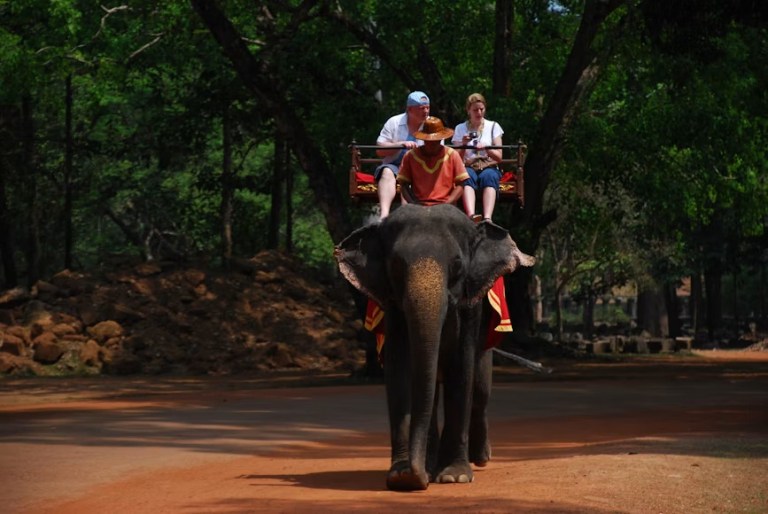 elefant