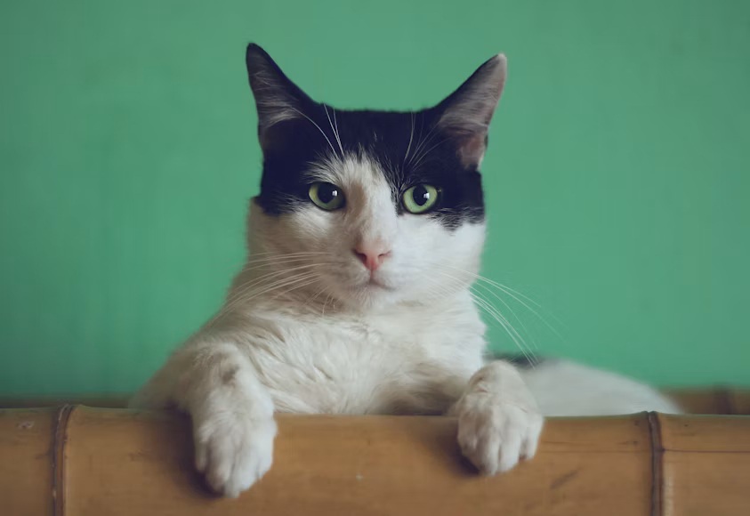 gata