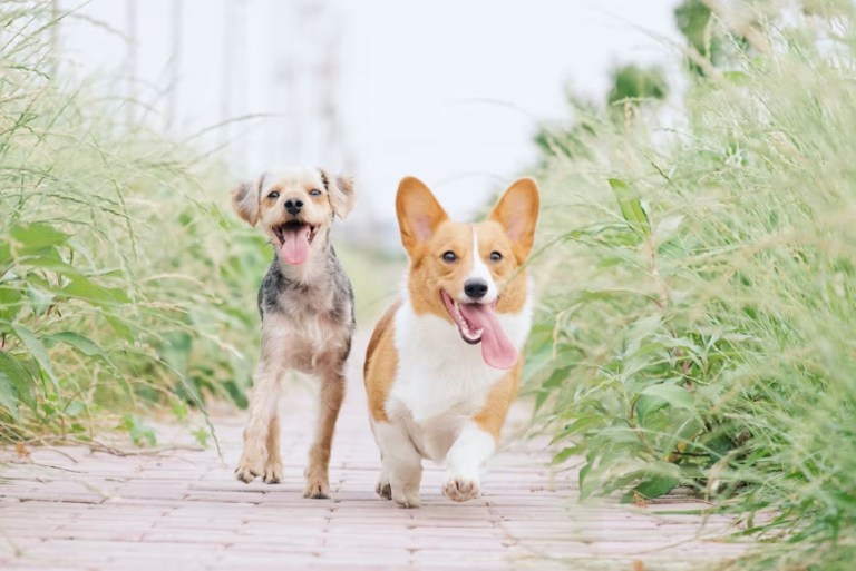 dogs1