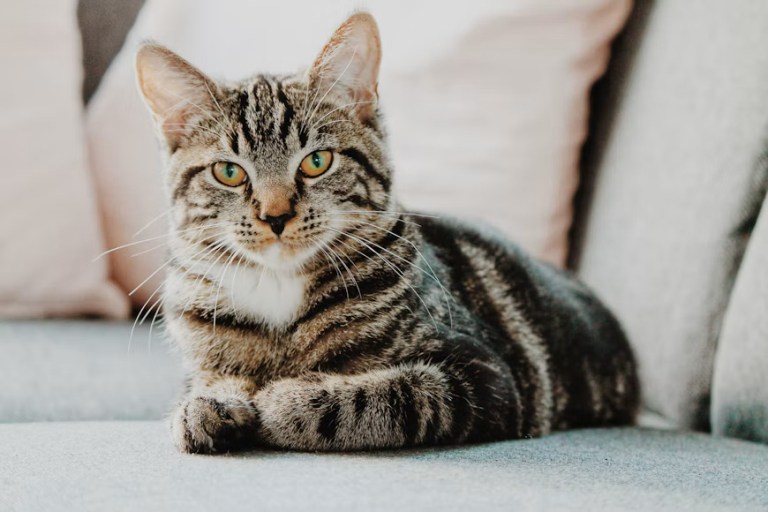 cat