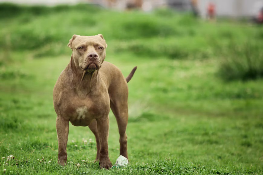 [itbull